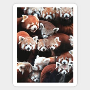 Red Pandas Sticker